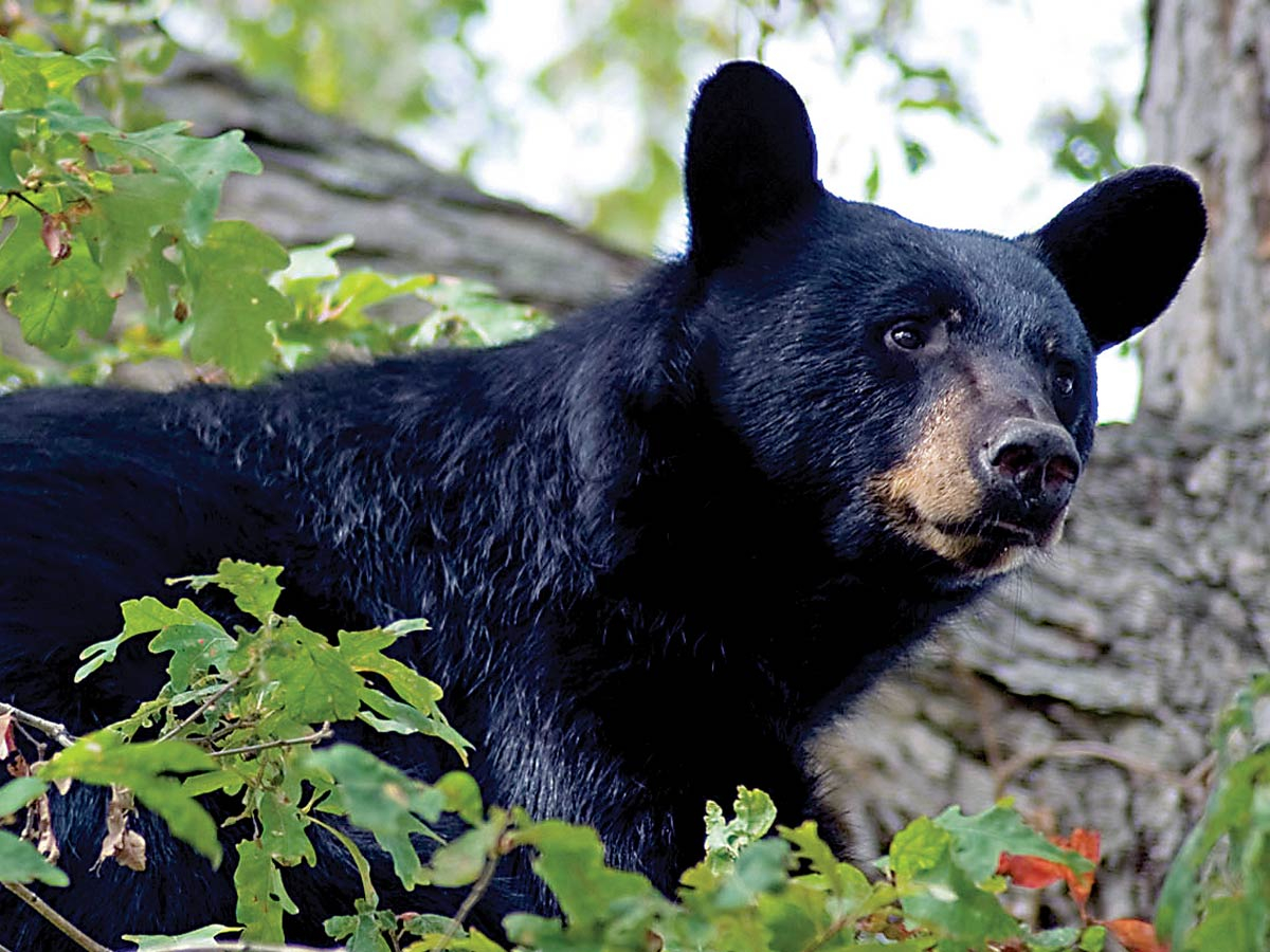 Balance of bear country Wildlife Commission takes input on future of