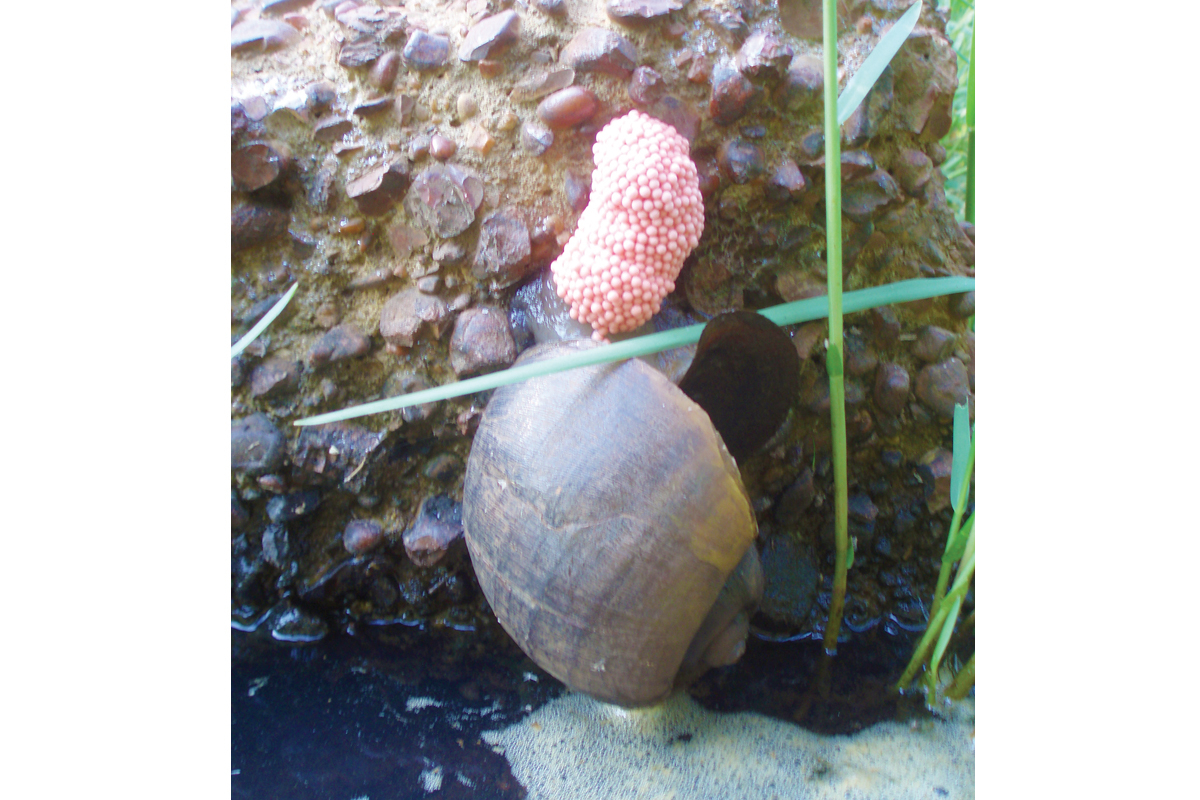 Apple snails reach a large size and lay  bright pink egg masses. NCWRC photo