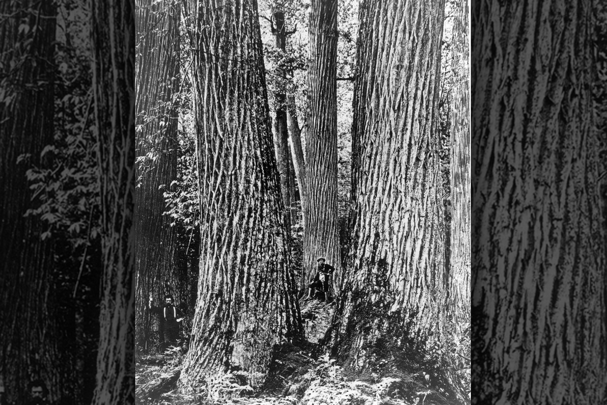 A man stands among the tall chestnut trees. Donated photo