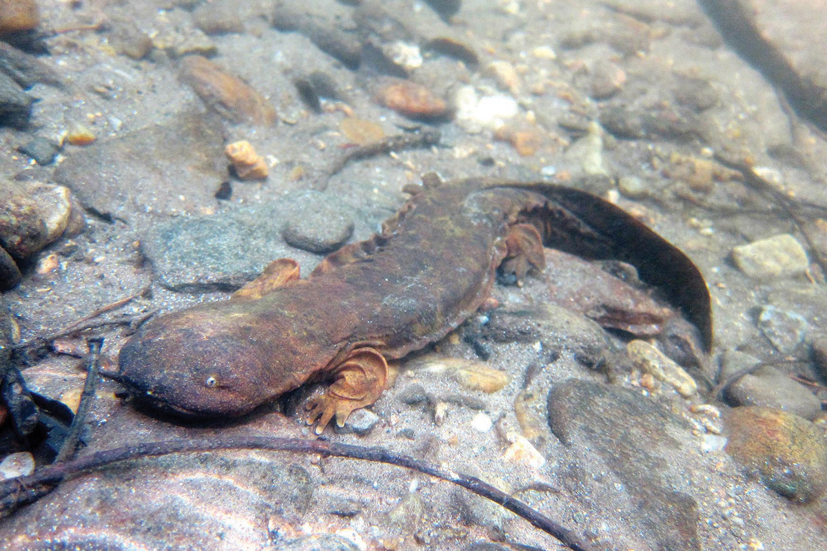 Hellbender. File photo