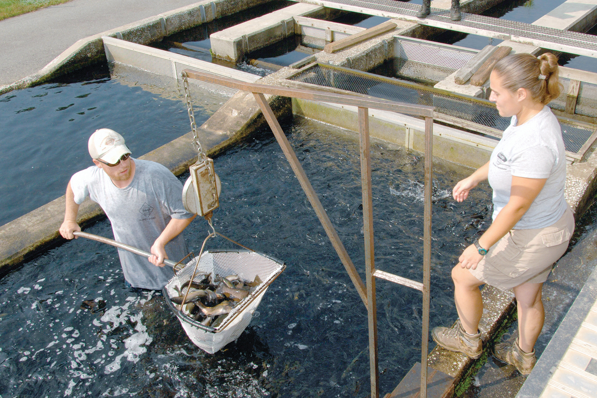 In fall 2023, 67,000 pounds of hatchery-raised trout were stocked in North Carolina. NCWRC photo