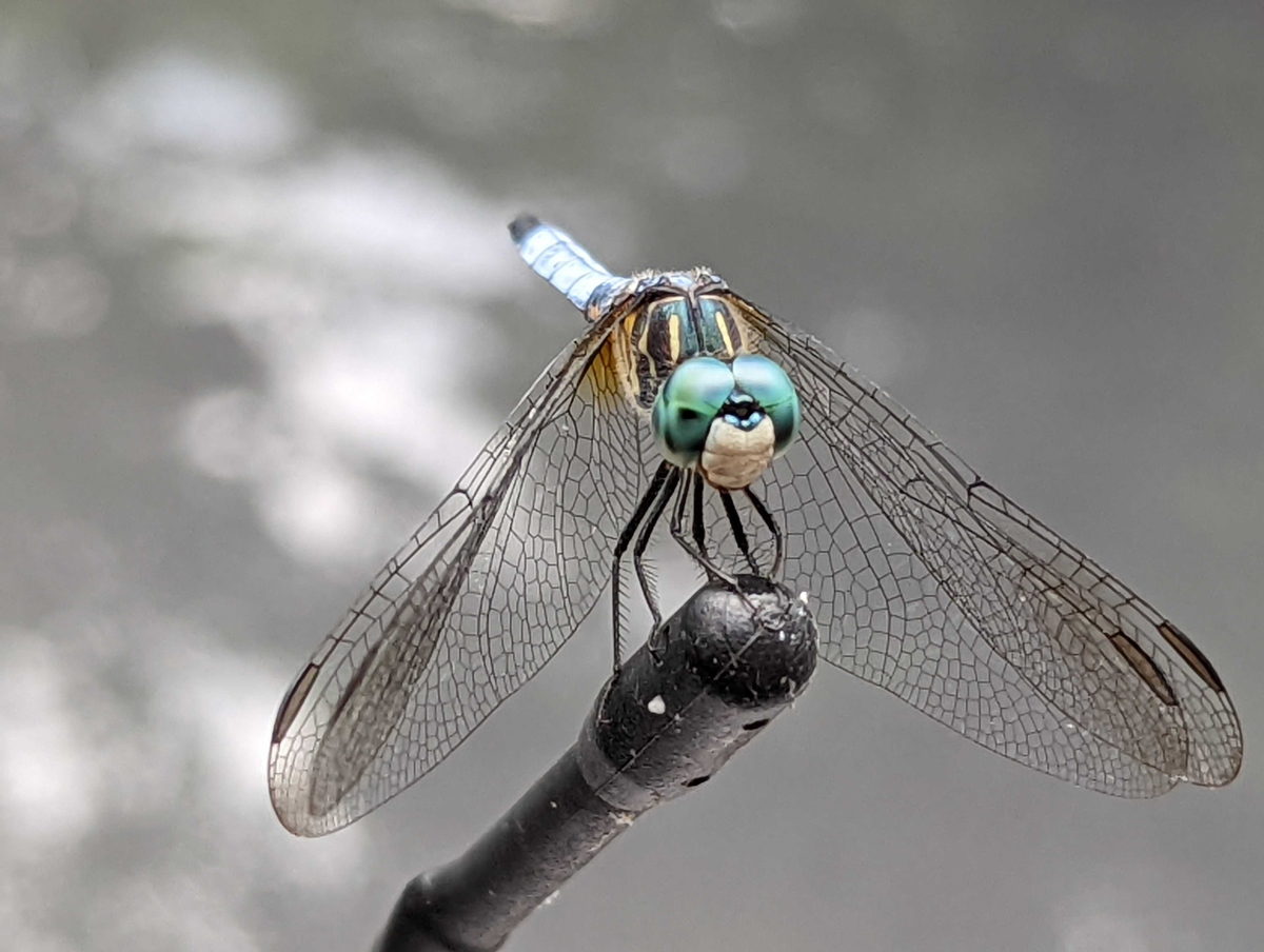 The blue dasher, Pachydiplax longipennis, is one of 70 species of dragonflies found in Great Smoky Mountains National Park.