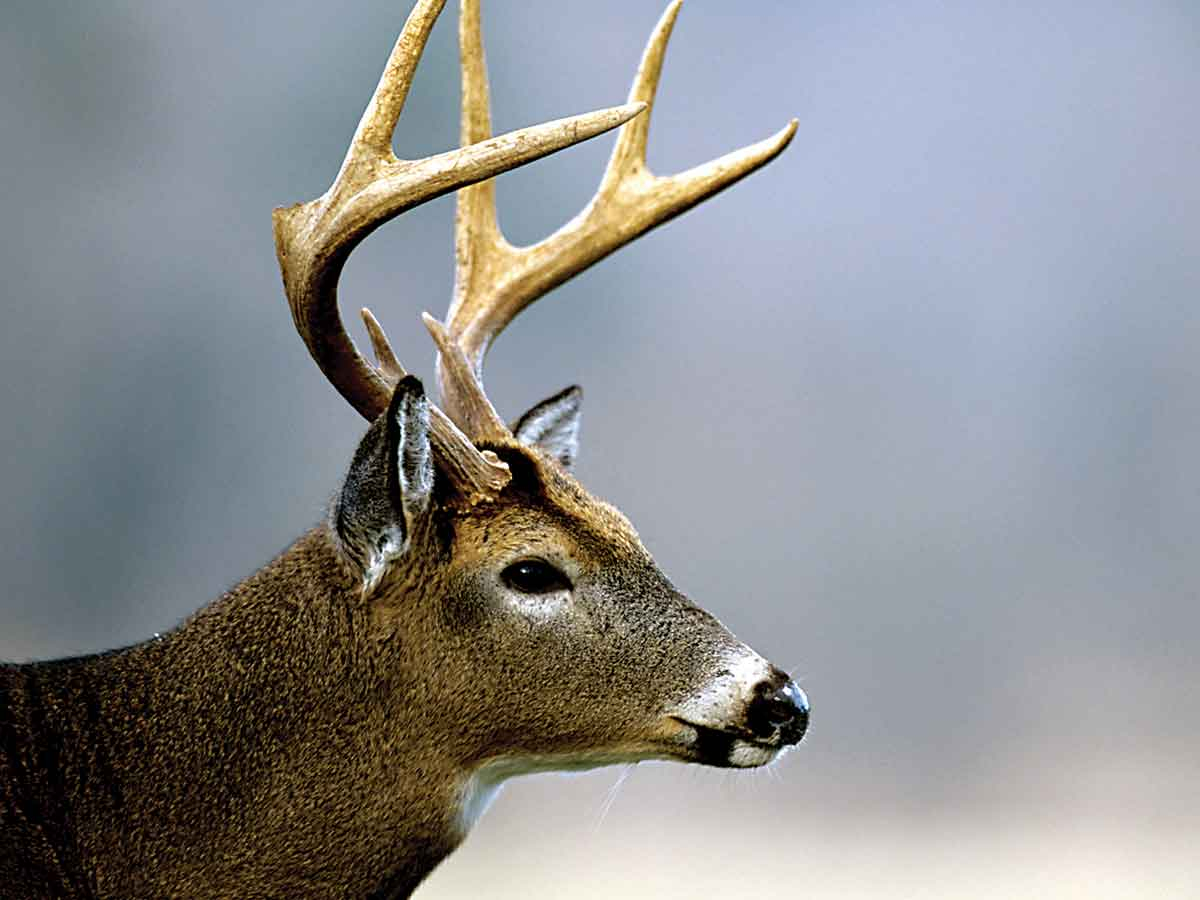Chronic wasting disease is a fatal infection that affects deer, elk and other cervid species. Ken Taylor/NWRC photo
