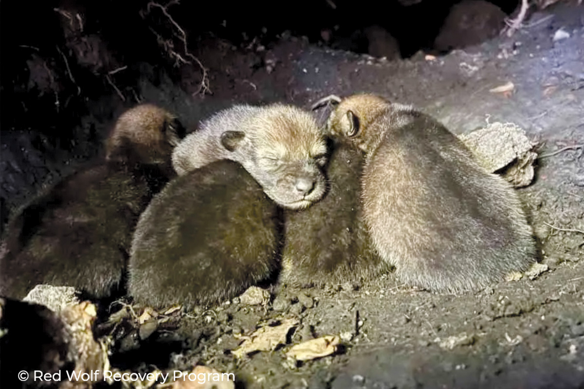 A litter of five red wolves was recently born in eastern North Carolina’s wild population. Red Wolf Recovery Program photo 