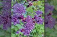 The Joyful Botanist: I am Ironflower