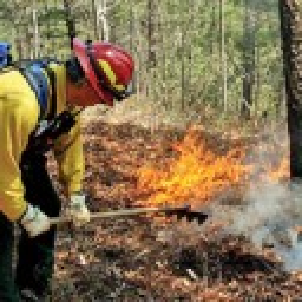 Prescribed fires planned for Cherokee National Forest
