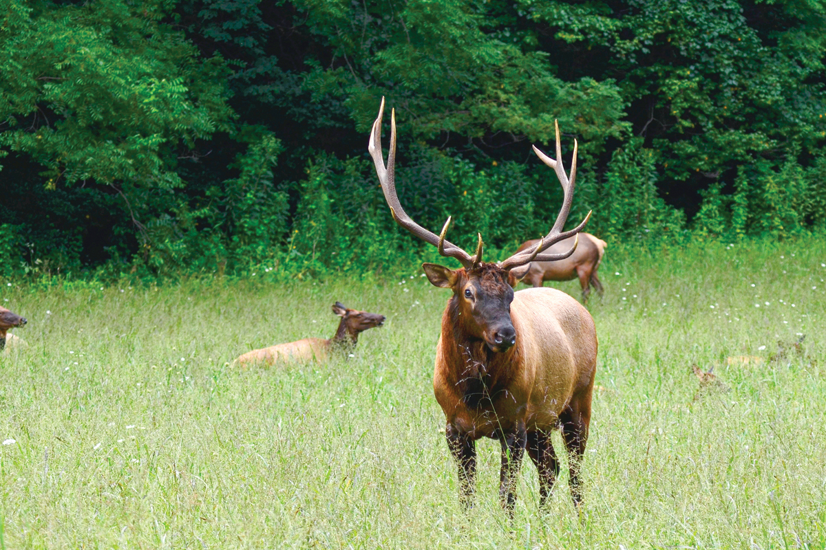 A bull elk stands amid a herd of about 30 elk grazing in a field near Couches Creek in the Oconaluftee area. Holly Kays photo