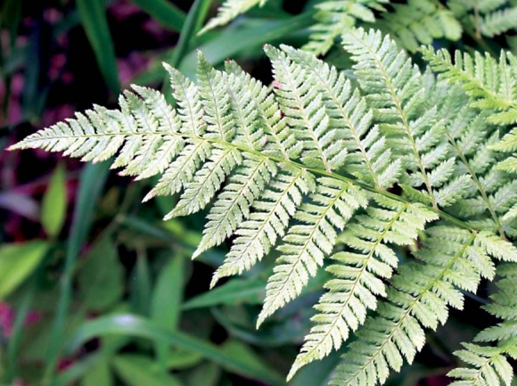 Bracken fern.