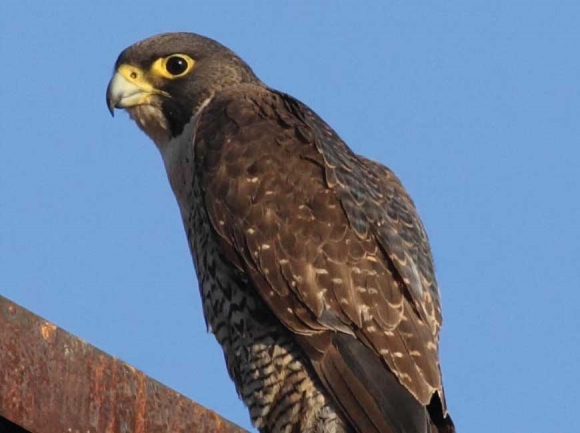 Peregrine falcon.