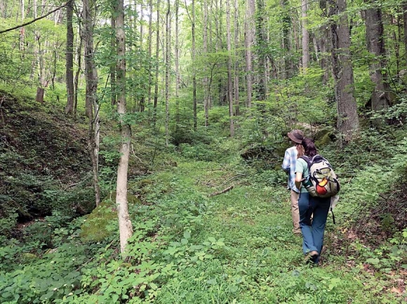 The property contains a diversity of plant life. SAHC photo