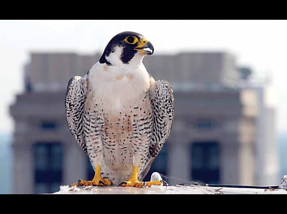 Urban peregrine in Virginia. wildlife.virginia.gov photo