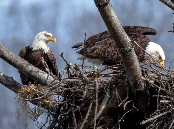 The Lake Junaluska eagles swapping place on the nest. Jeff Gresko photo