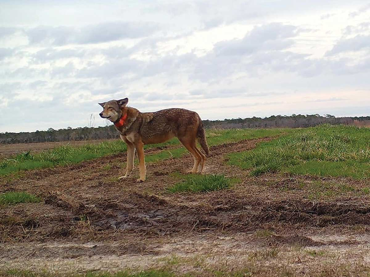 A collared red wolf surveys its domain at the Alligator River National Wildlife Refuge. USFWS photo