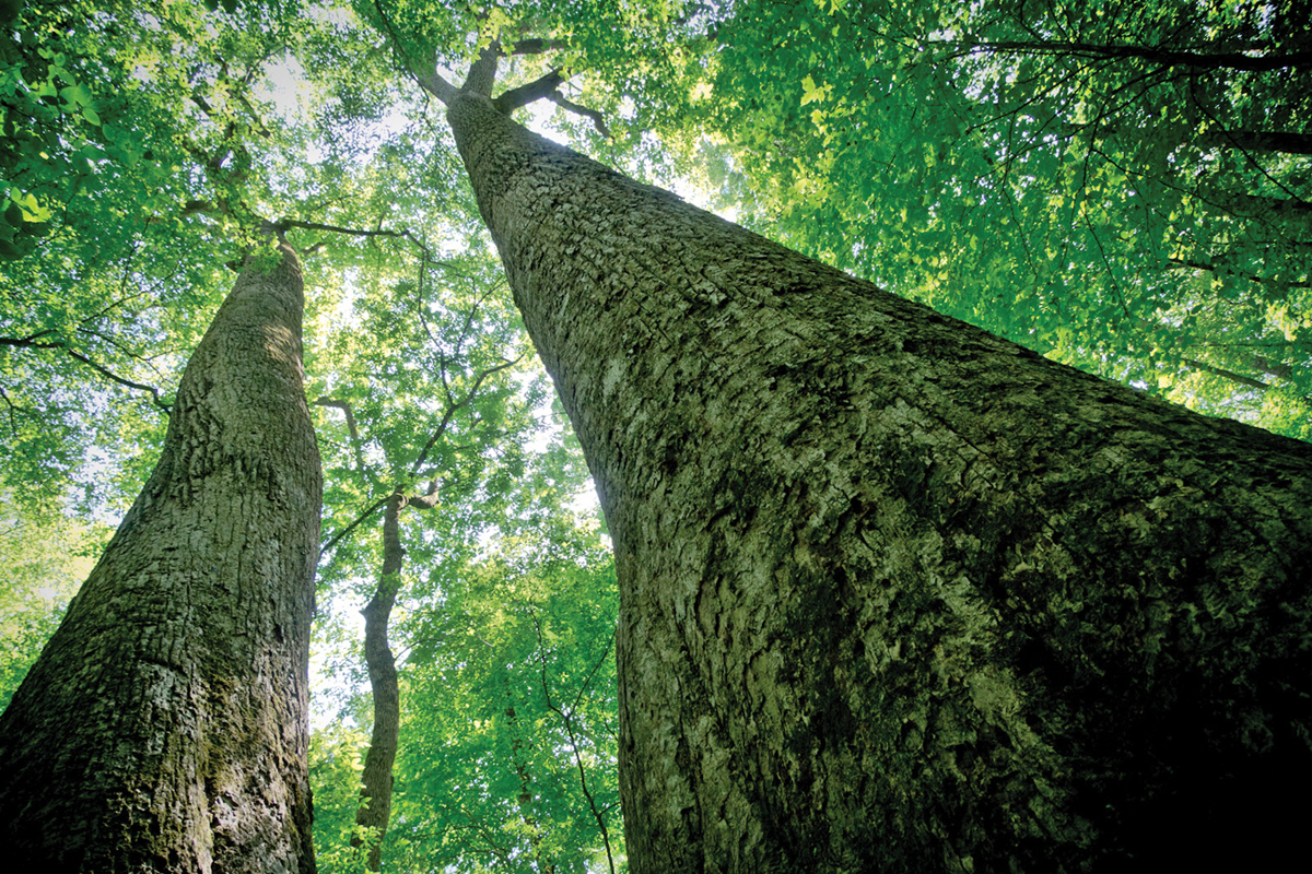 Joyce Kilmer Memorial Forest hikes, work projects