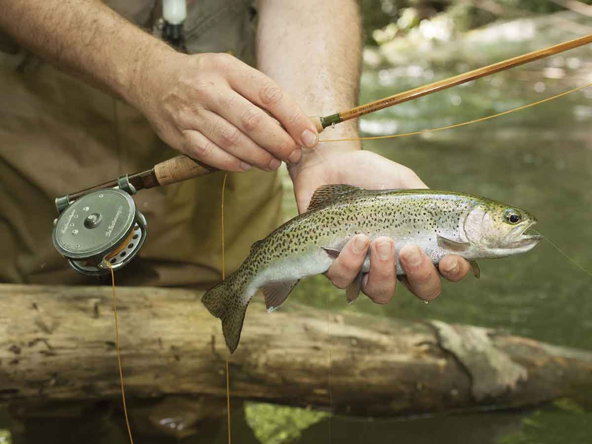 An angler reels in a brook trout. Thomas Harvey/NCWRC photo