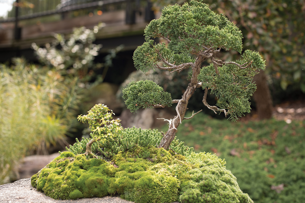 The North Carolina Arboretum will offer a whole host a series of events to celebrate spring. 