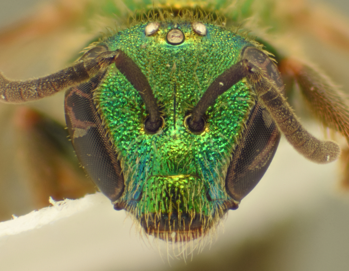 A close-up of a golden sweat bee found at Shaw Grave Gap shows every detail of the insect’s face. 