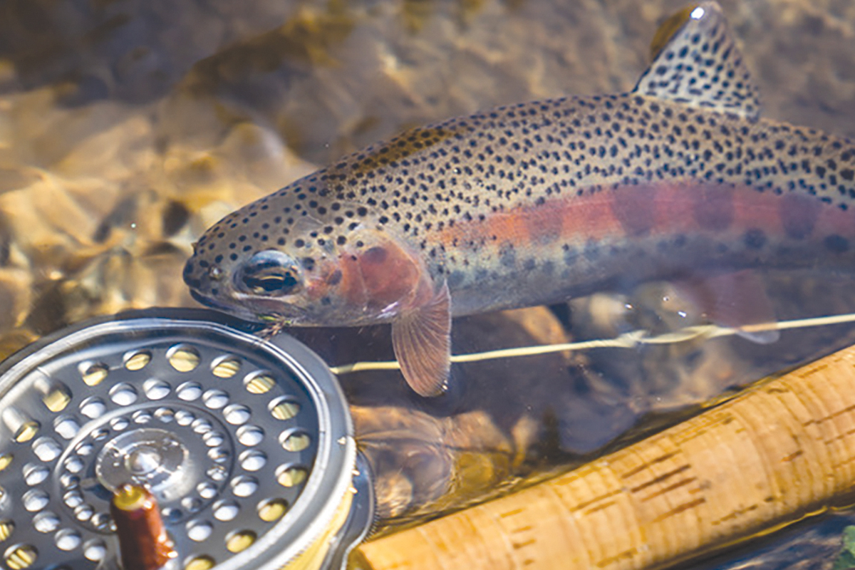 A rainbow trout checks out a fly reel. Matt Canter photo