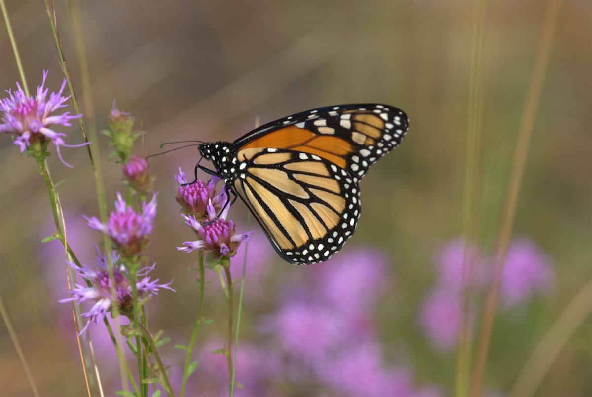 Mystique of the monarch: Butterfly’s migratory life inspires wonder, scientific inquiry