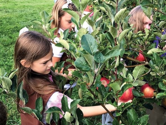 Scouts bring in the apple harvest
