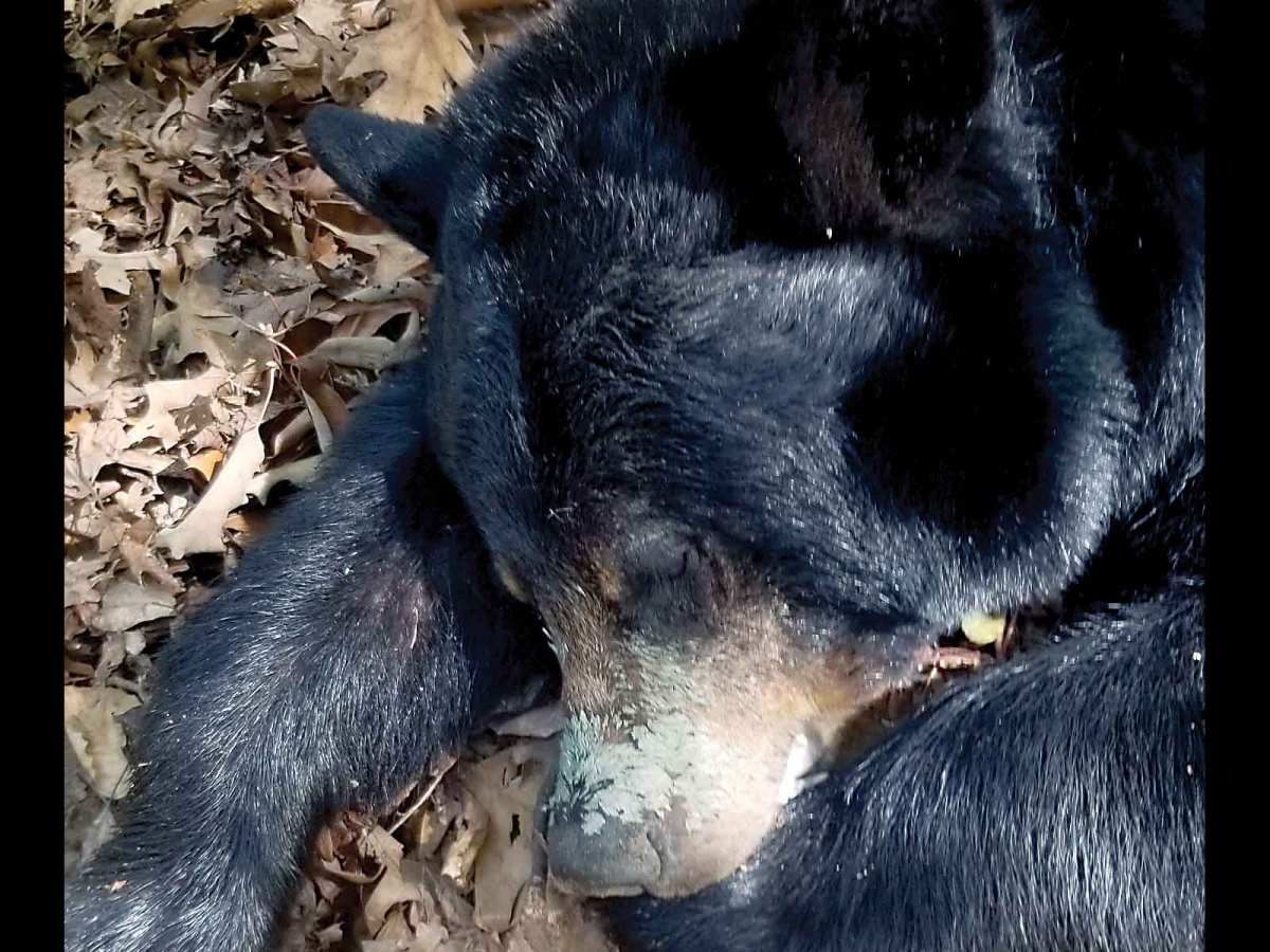 After anesthetizing the bear, staff were able to remove the lid. NWRC photo