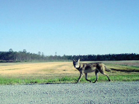 A red wolf walks along a roadside in eastern North Carolina. Donated photo