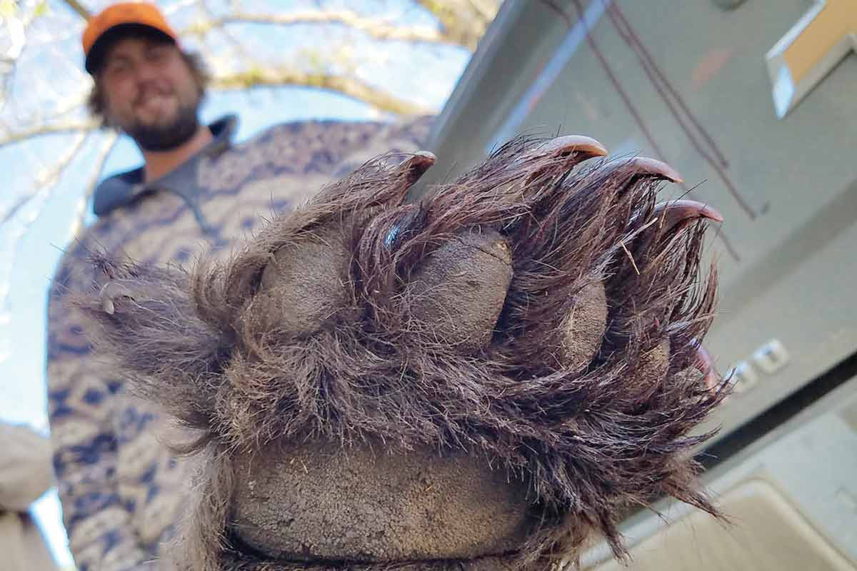 A hunter looks down at the results of a successful hunt. NCWRC photo