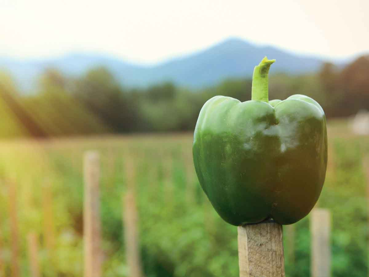 A year after Tropical Storm Fred washed away his crop, Gary Griffith’s fields are once more full of green peppers. Holly Kays photo