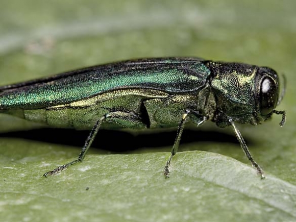 Emerald ash borer found in the Pisgah