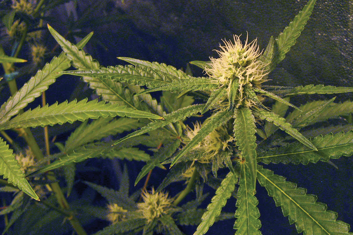 Tribal Council made it clear it still plans on voting for recreational adult use of marijuana next month. File photo