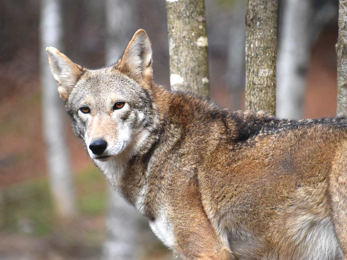 Red wolf. Donated photo