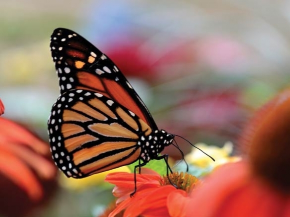 Winged wonders: Butterfly house is a living exhibit at the N.C. Arboretum
