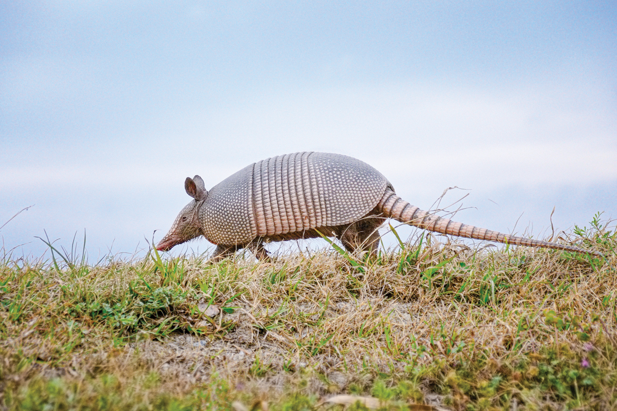 The nine-banded armadillo is an extremely adaptable creature that prefers warm, wet climates and can live in either forests or grasslands. 