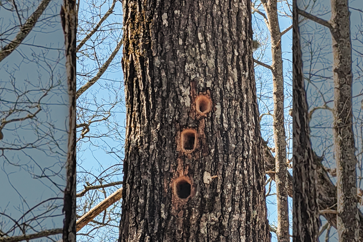 The grand stately manor of plant homes are trees, like this future home created by pileated woodpeckers to then be used by all manner of other critters. 