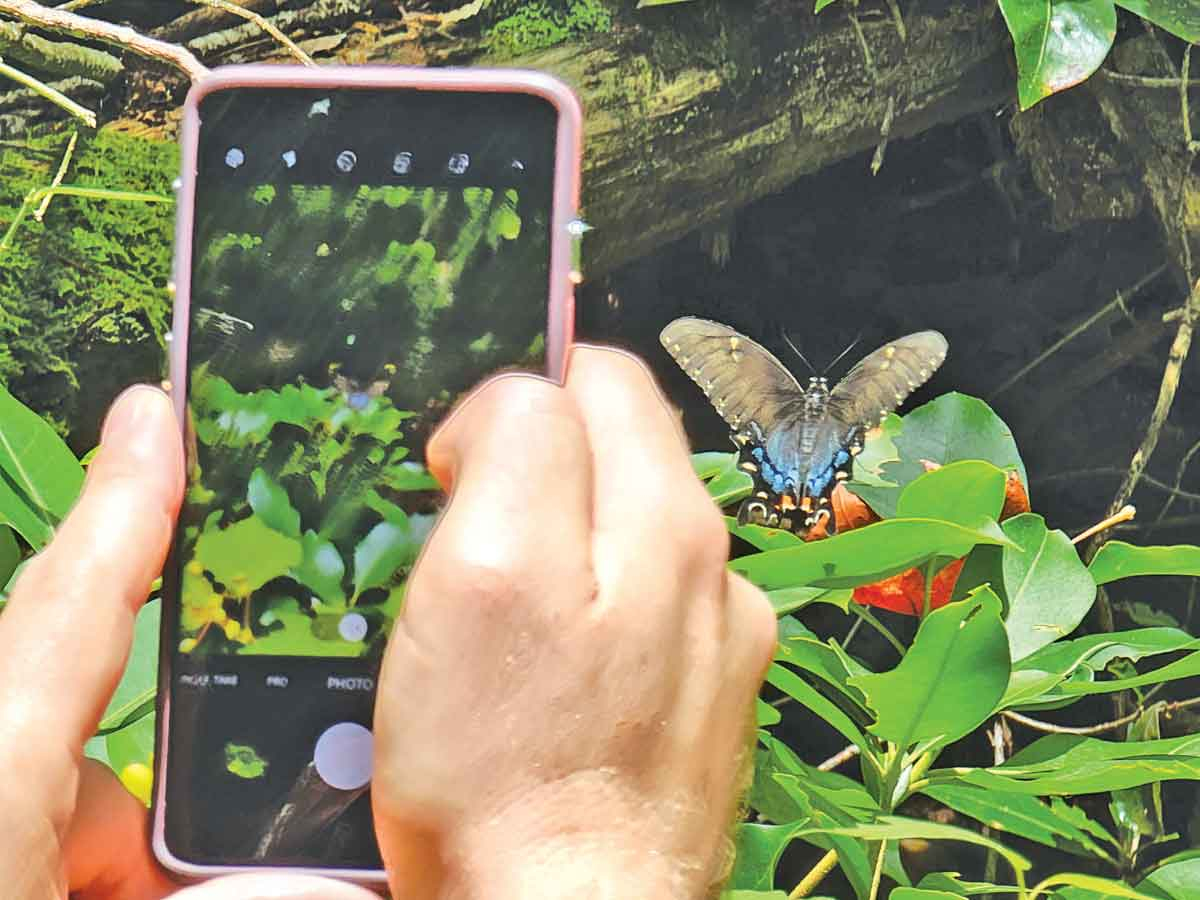 An iNaturalist user snaps a butterfly observation. Lucas Pfeiffer photo