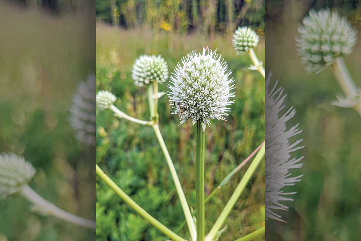 Among the oddest and most beautiful meadow plants you’ll encounter is rattlesnake master (Eryngium yuccifolium).