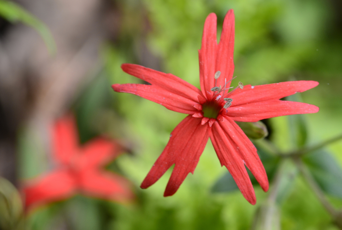 Word from the Smokies: ‘Wildflowering’ with long-time enthusiast Tom Harrington