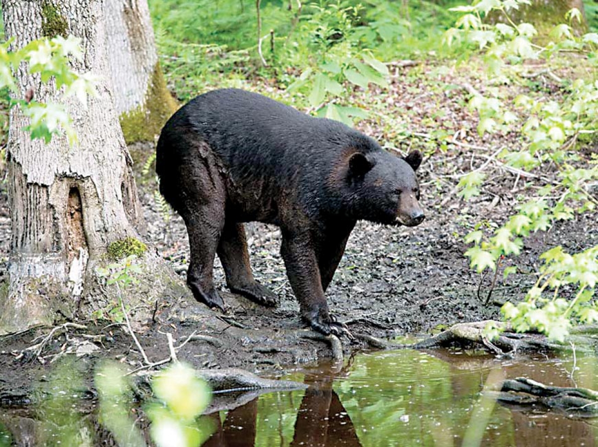 Bear attack injures two on the Blue Ridge Parkway