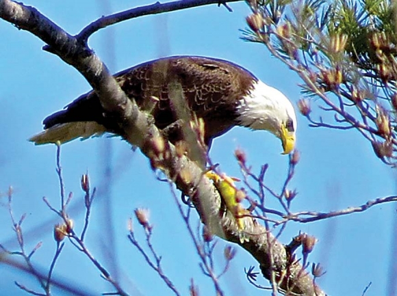 One of the Lake Junaluska eagles dining on yellow perch. Don Hendershot photo