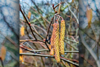 The Joyful Botanist: After The Flood