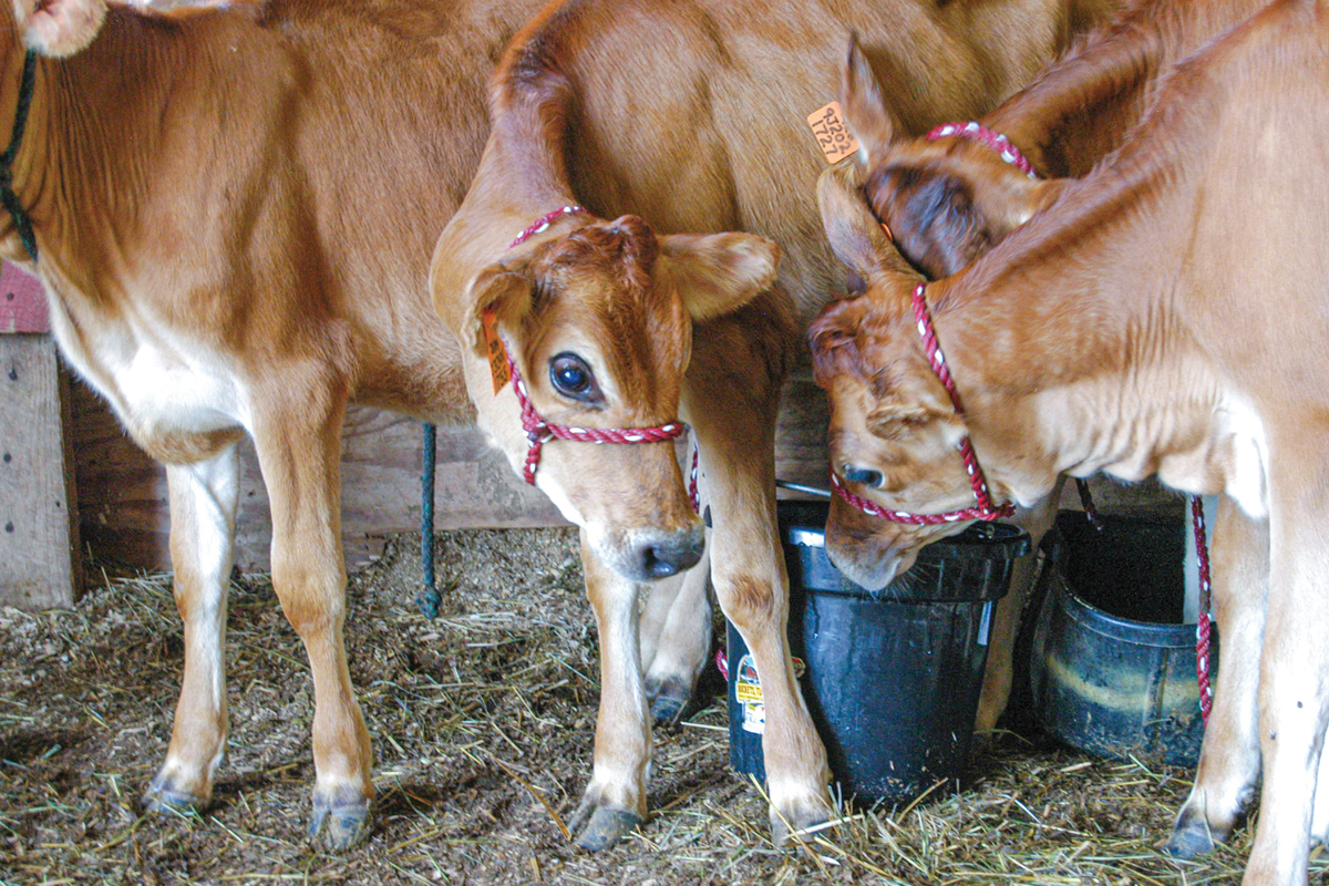 Applications being accepted for Junior Livestock Scholarships