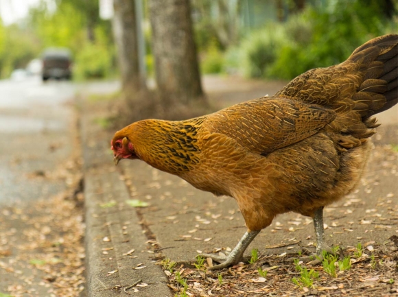 Chickens make a stand despite our efforts