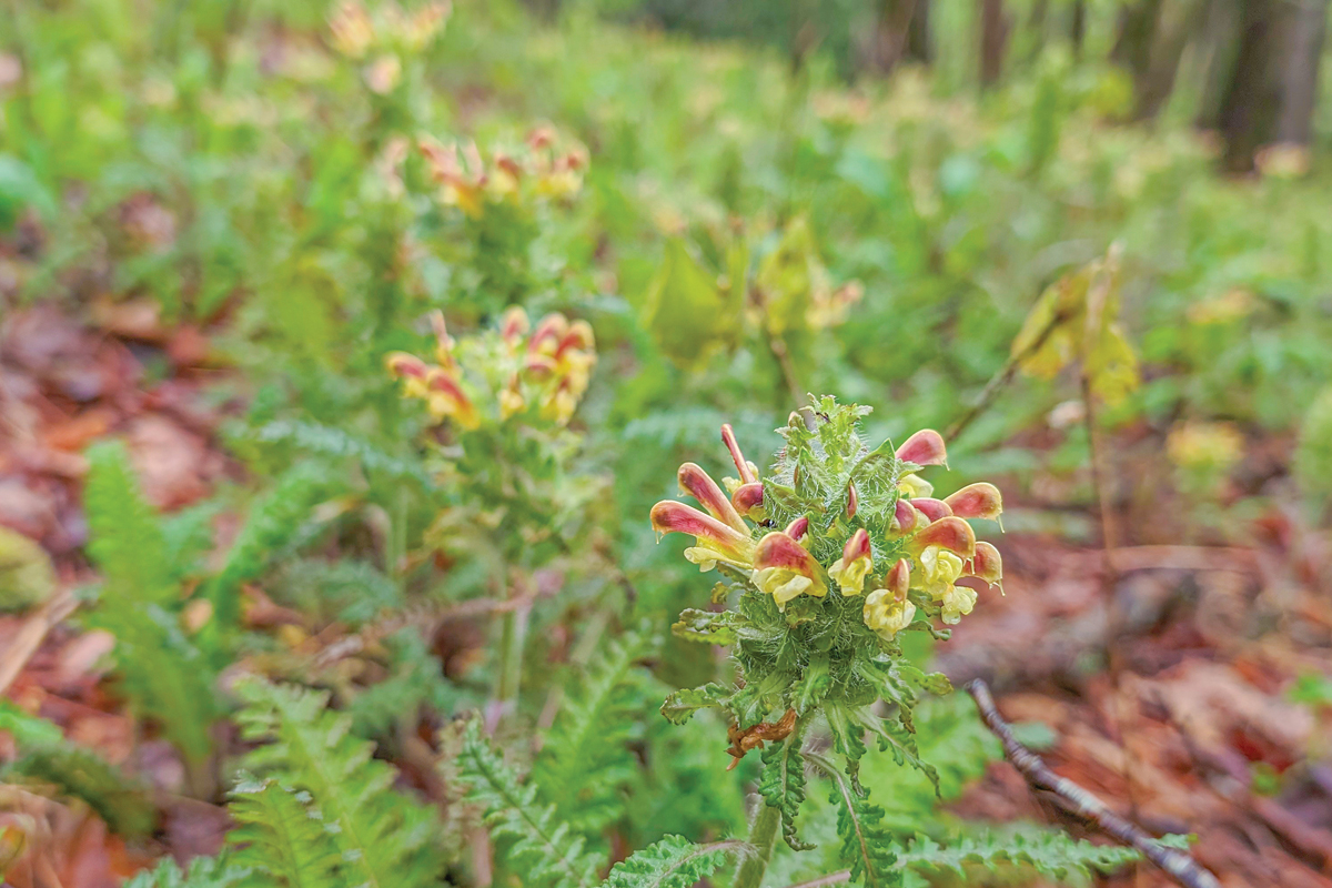 Conservation of this land helps protect water quality, as well as clean water for trout, salamander and other aquatic species. 