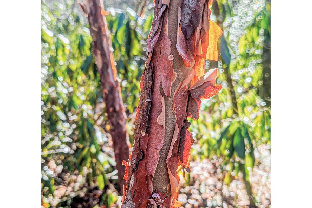 The cinnamon-bark clethra (Clethra acuminata) is known for its exfoliating, cinnamon-colored bark. Adam Bigelow photo