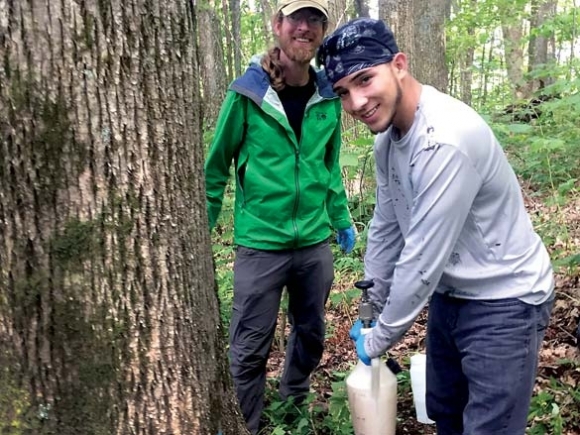 Keeping ash in the Smokies: Land managers, conservation groups work to protect ash from invasive pest