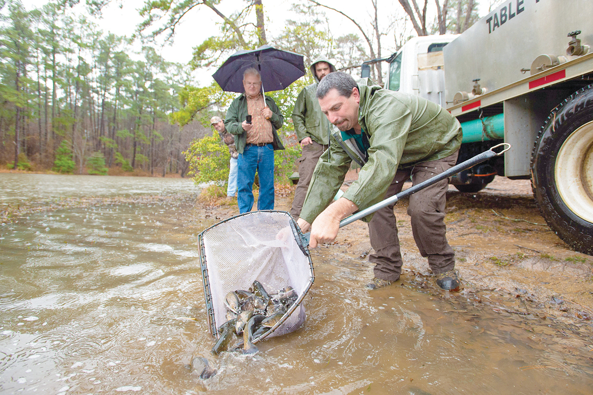 An N.C. Wildlife Resources Commission official releases trout into a river. NCWRC photo