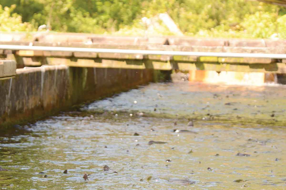 Trout fins pepper the surface of the water at Sunburst Trout Farms below Lake Logan. Holly Kays photo