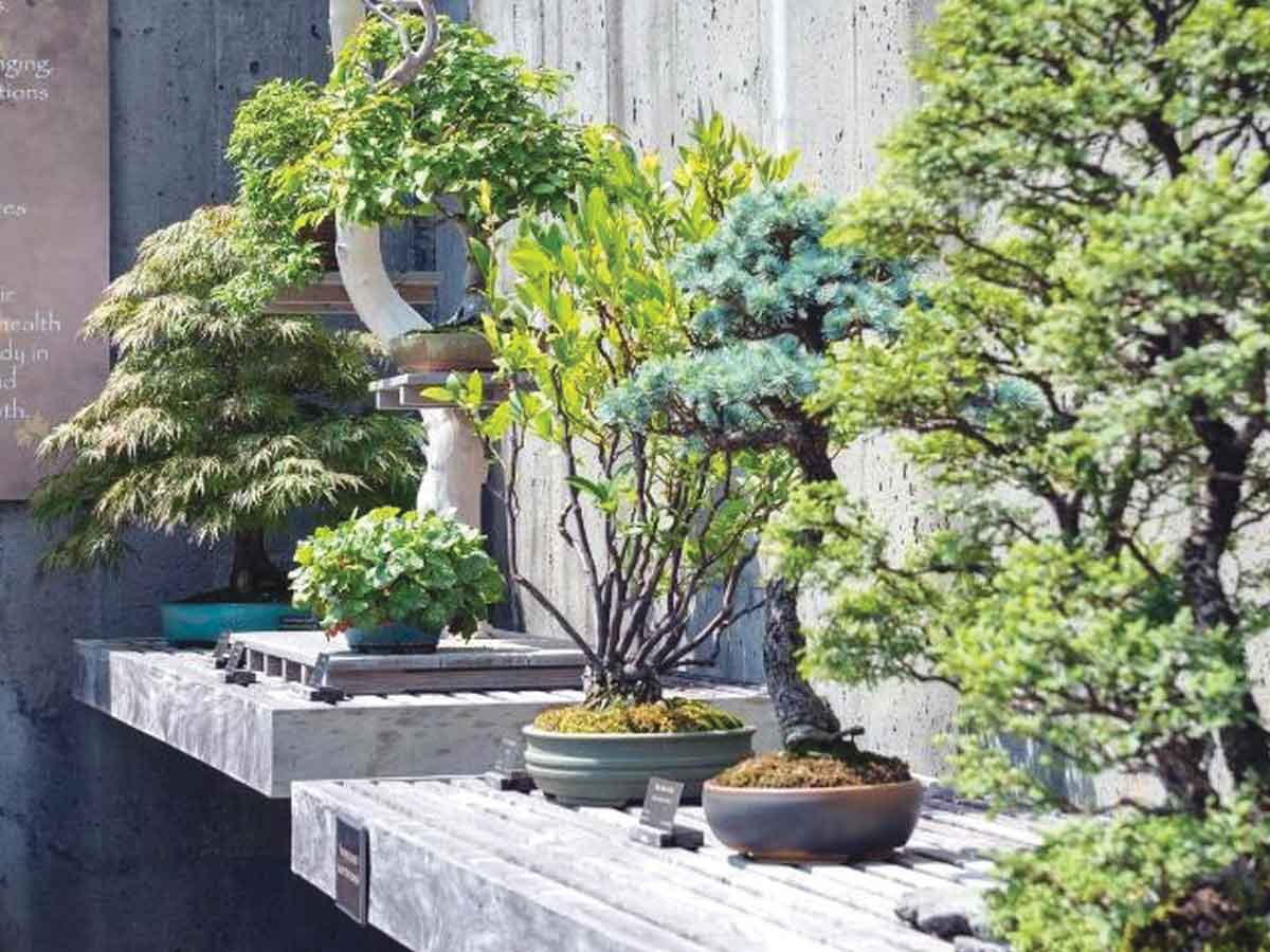 Watch a bonsai artist at work