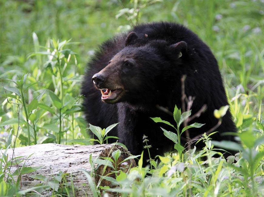 Grant will support bear-safe camping in the Smokies