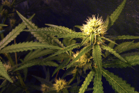 Smokies' first dispensary to open: Cherokee's long-awaited marijuana venture to finally generate some green